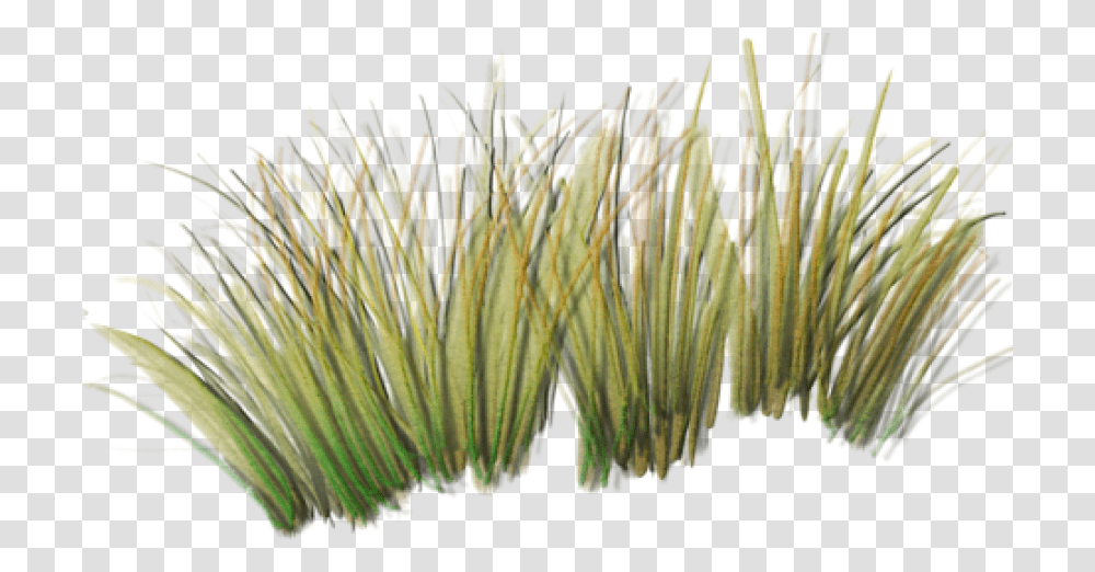 Tall Grass Index Of Sidawtexturesfoliage Grass Texture, Plant, Pollen, Flower, Blossom Transparent Png