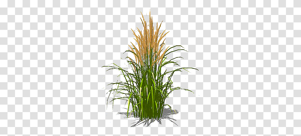 Tall Grass Pictures, Plant, Flower, Blossom, Ikebana Transparent Png