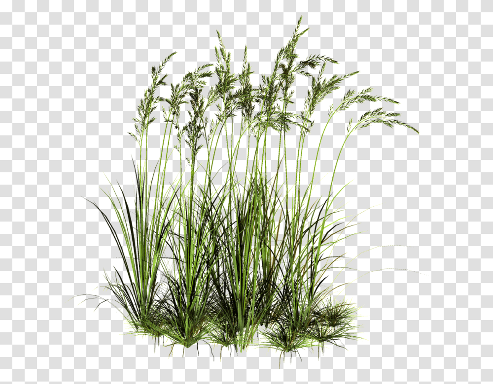 Tall Grass, Plant, Bush, Vegetation, Green Transparent Png