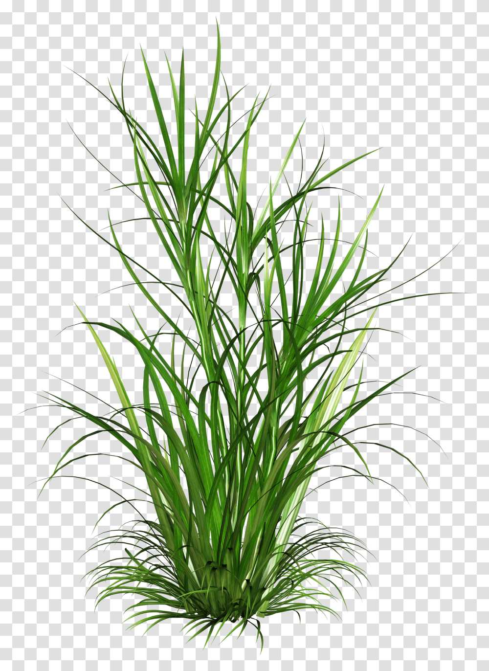 Tall Grass, Plant, Food, Tree, Vegetable Transparent Png