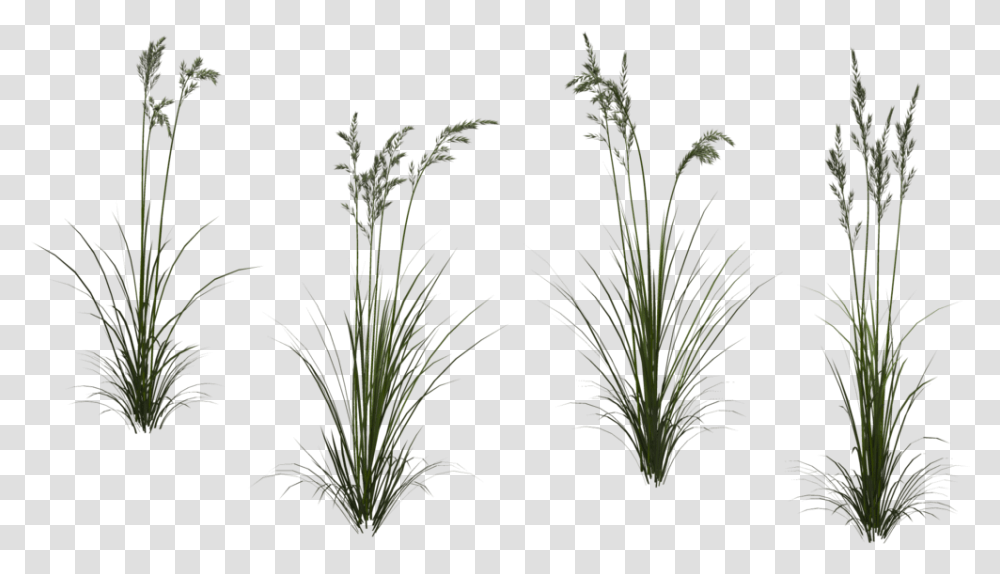 Tall Grass Texture, Plant, Bush, Vegetation, Tree Transparent Png