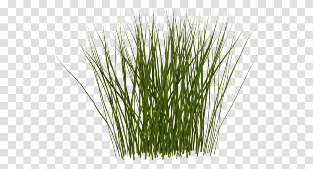 Tall Grass Texture, Plant, Lawn, Agropyron, Vegetation Transparent Png
