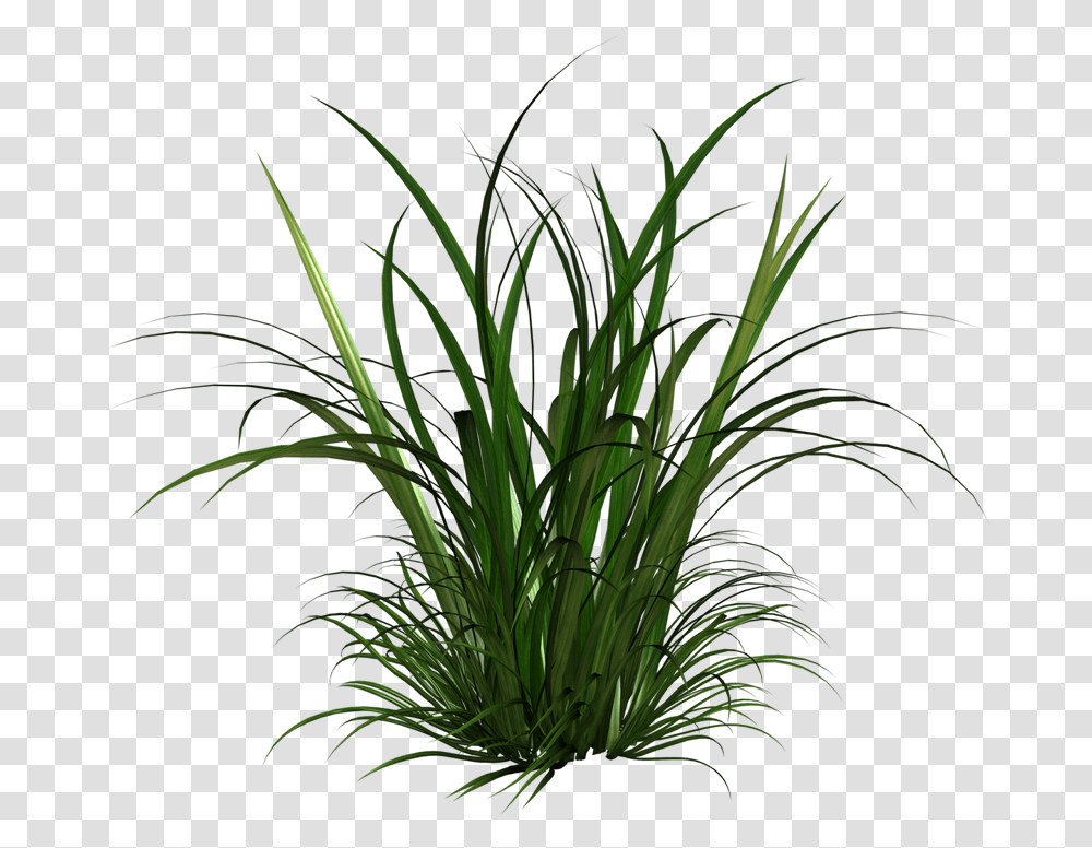 Tall Grass Texture, Plant, Vegetation, Flower, Blossom Transparent Png