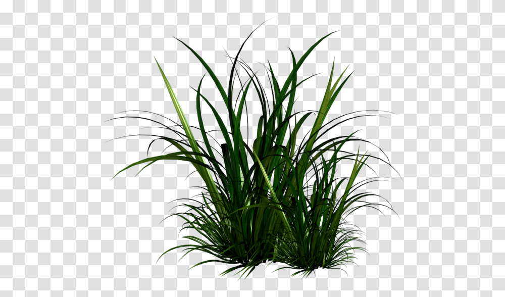 Tall Grass Texture Tall Grass Illustration, Plant, Vegetation, Bush, Outdoors Transparent Png