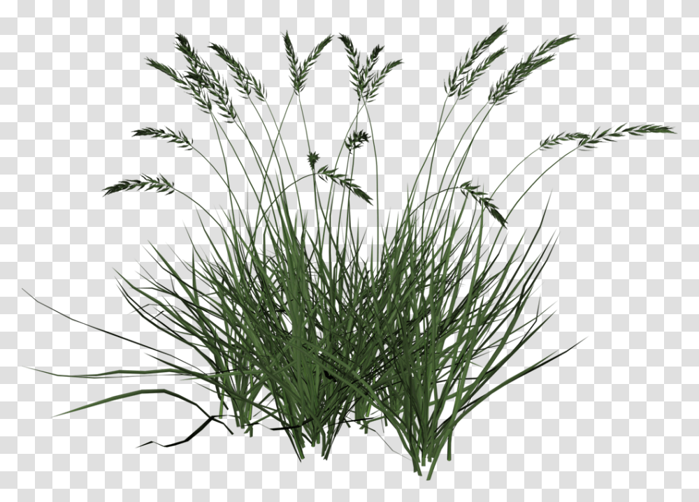 Tall Grasses Tall Grass Background, Bush, Vegetation, Plant, Nature Transparent Png
