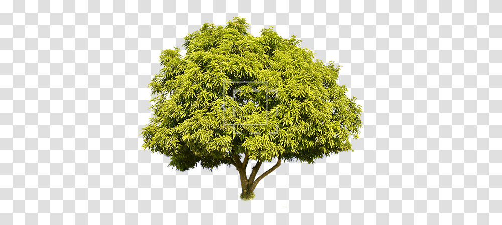 Tall Green Juniper Juniper Tree, Plant, Maple, Bush, Vegetation Transparent Png