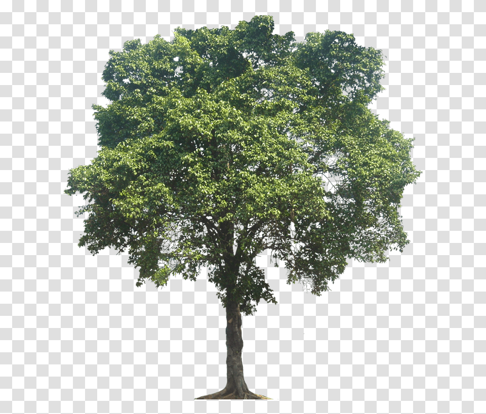 Tall Oak Tree, Plant, Maple, Sycamore, Bush Transparent Png