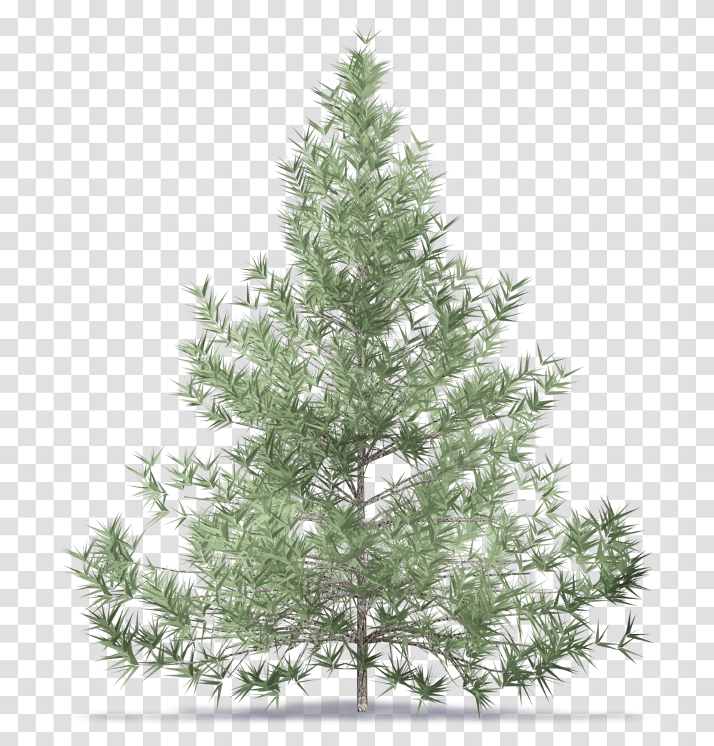 Tall Pine Tree Silhouette Trees Bim Revit, Christmas Tree, Ornament, Plant, Pattern Transparent Png