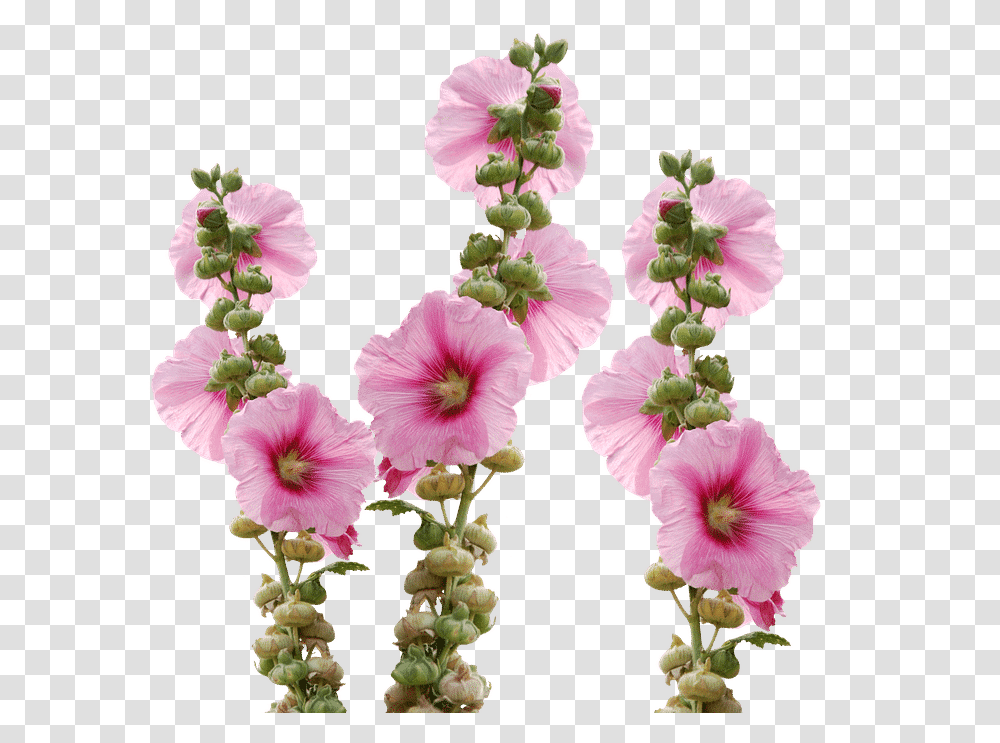 Tall Pink Flower Name, Geranium, Plant, Blossom, Hibiscus Transparent Png