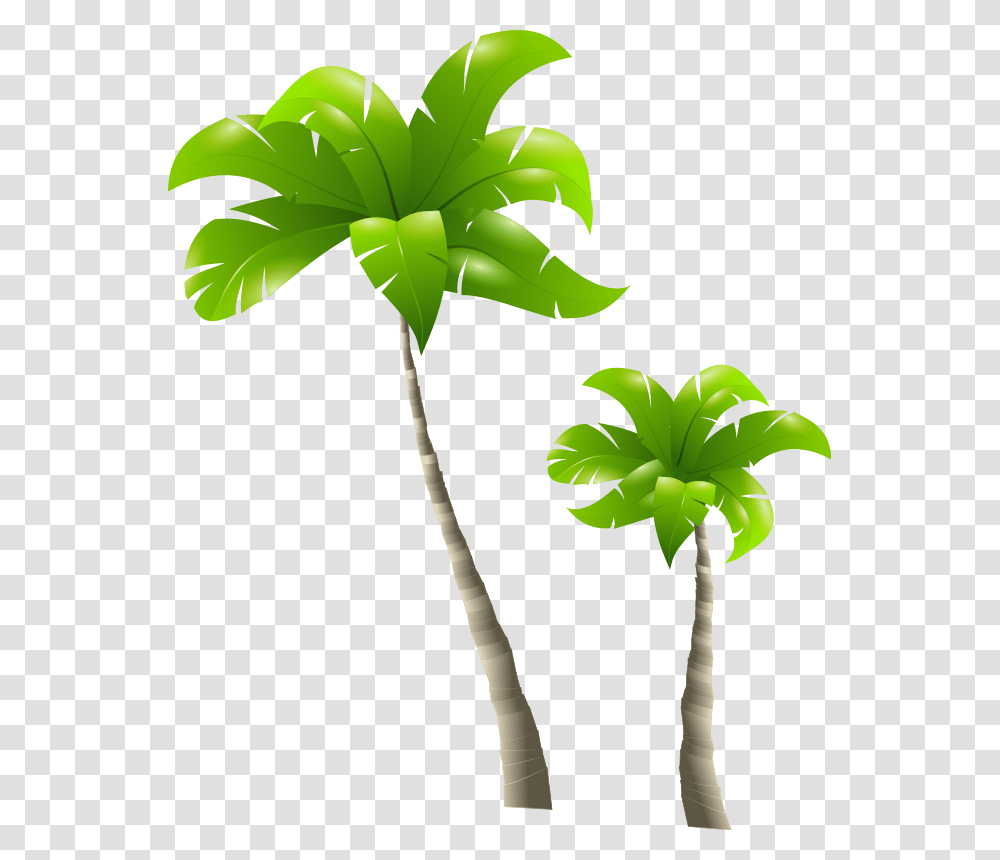 Tall Tree And Short Tree, Plant, Palm Tree, Arecaceae, Flower Transparent Png