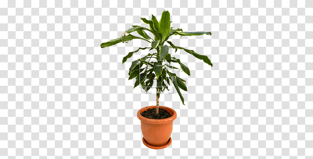 Tall Tree, Plant, Potted Plant, Vase, Jar Transparent Png