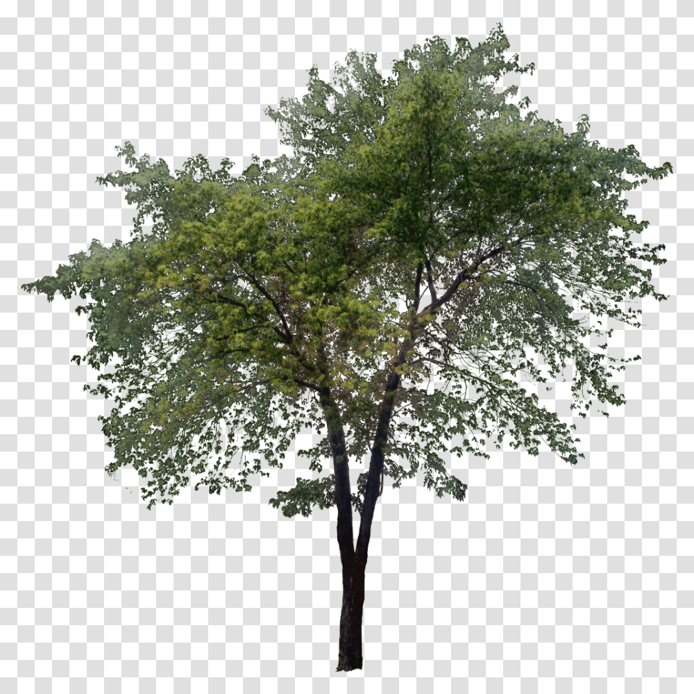 Tall Tree Tall Tree, Plant, Tree Trunk, Oak Transparent Png