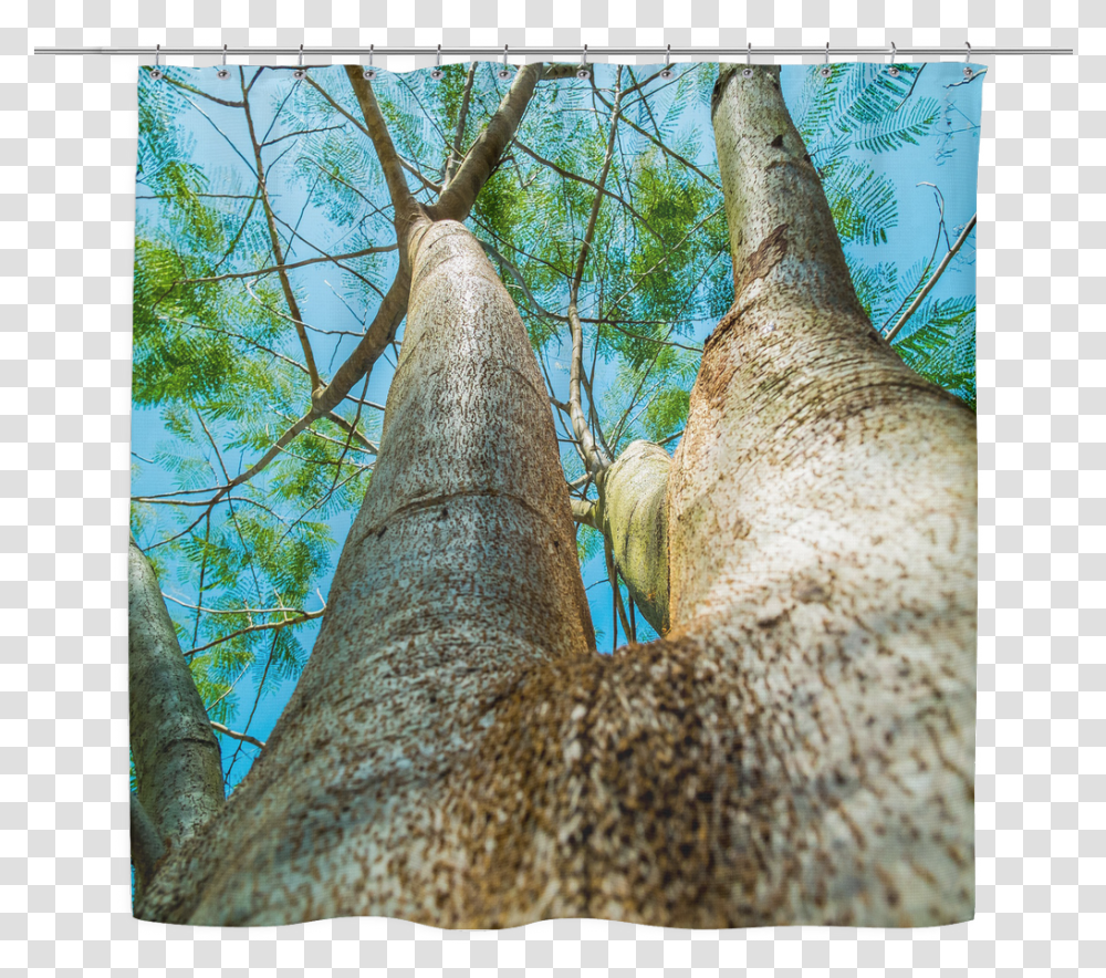 Tall Trees Shower Curtain And Shrubs Tree Woodland, Plant, Tree Trunk, Bird, Animal Transparent Png
