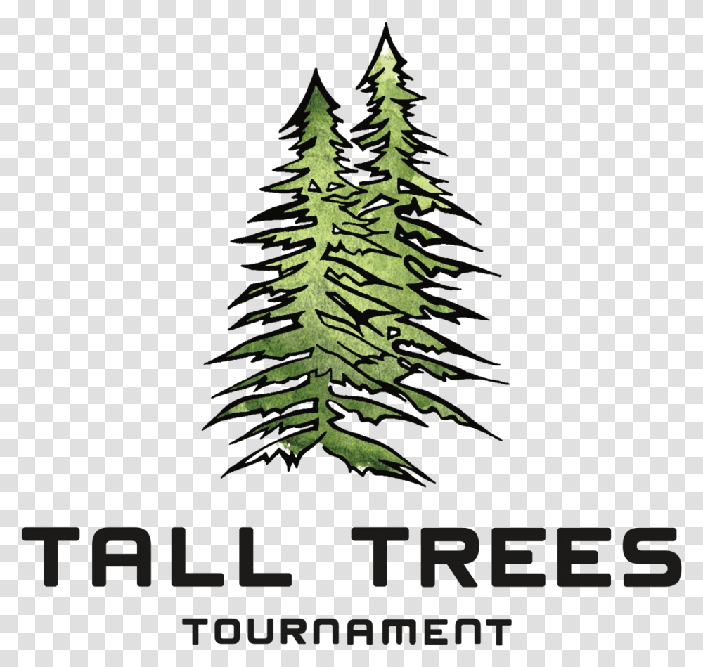 Tall Trees Tournament 2019, Plant, Fir, Abies, Hemp Transparent Png