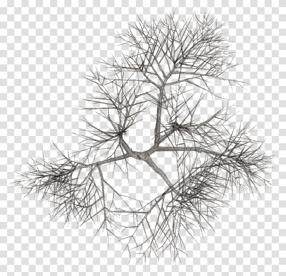 Taller De Tecnologa Ii Arboles Arquitectura Planta, Tree, Root, Spider Web, Gray Transparent Png