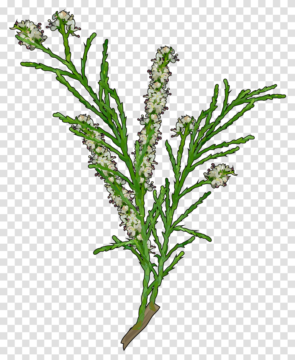 Tamarix Canariensis, Grass, Plant, Flower, Lawn Transparent Png