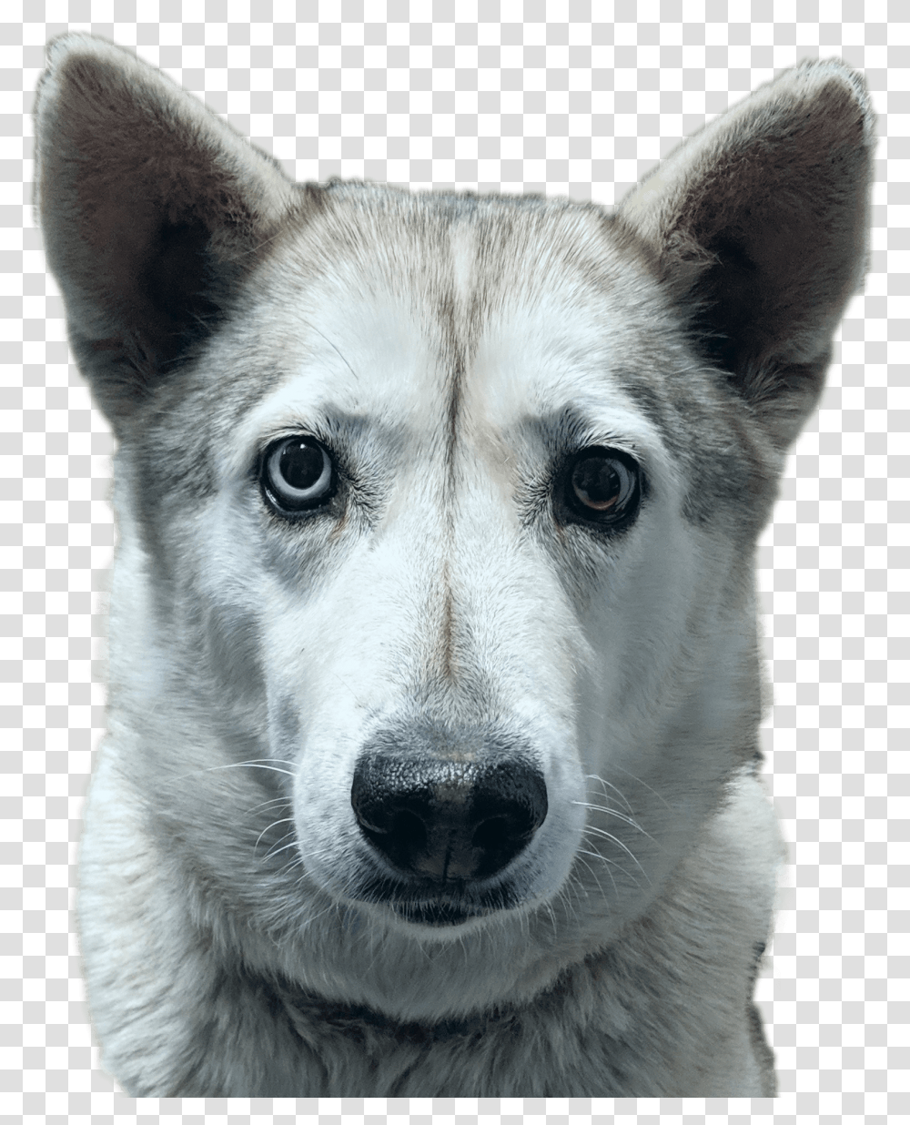 Tamaskan Dog, Husky, Pet, Canine, Animal Transparent Png