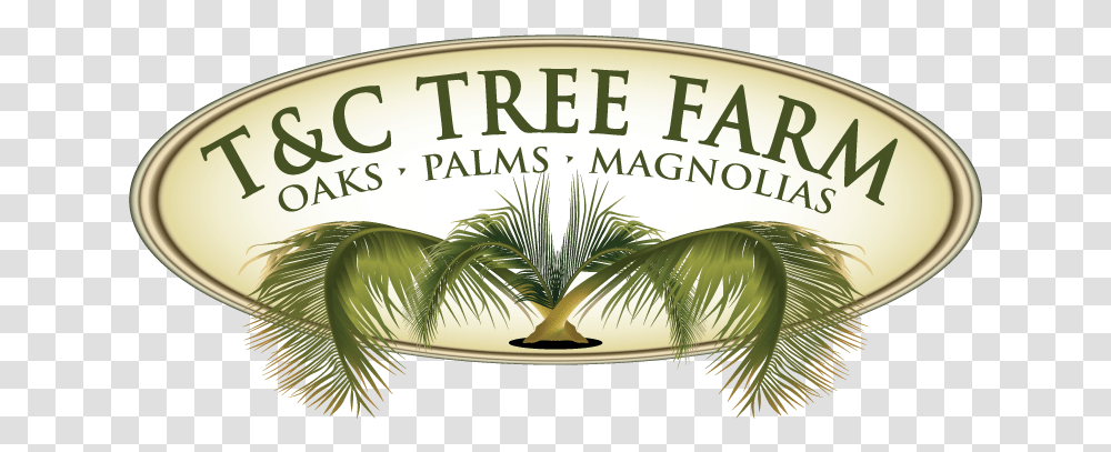 Tampc Tree Farm Inc Label, Plant, Palm Tree, Beverage Transparent Png