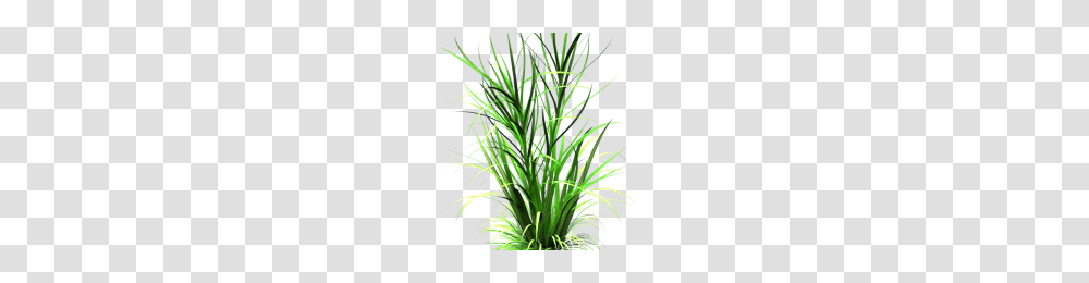 Tanda Ceklis Image, Plant, Grass, Flower, Blossom Transparent Png