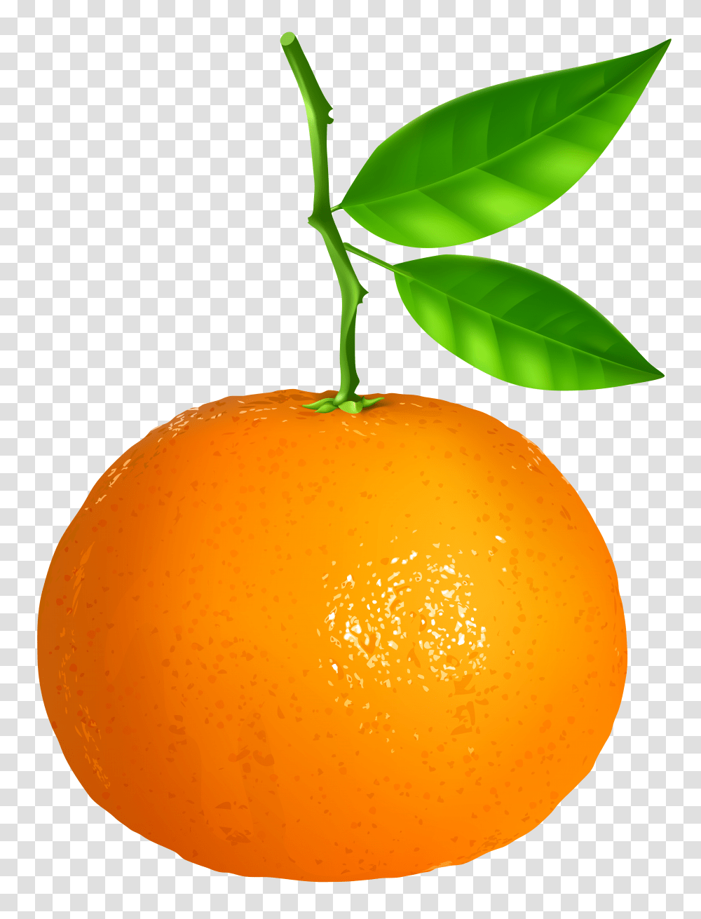 Tangerine Clip Art, Plant, Citrus Fruit, Food, Orange Transparent Png