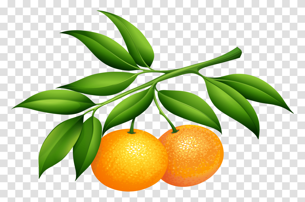 Tangerines Clip Art Transparent Png