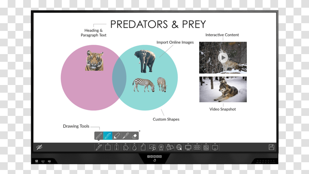 Tango Teach Interactive Display 65Data Rimg Lazy Koala, Bird, Animal, Monitor, Screen Transparent Png