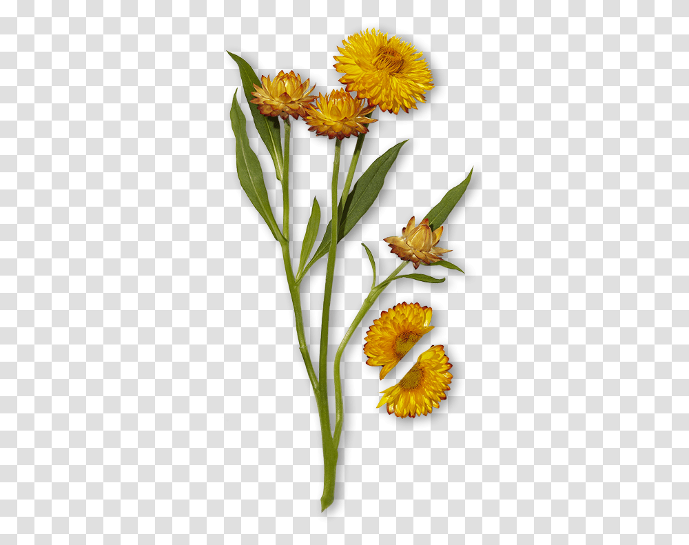 Tansy, Plant, Flower, Blossom, Acanthaceae Transparent Png