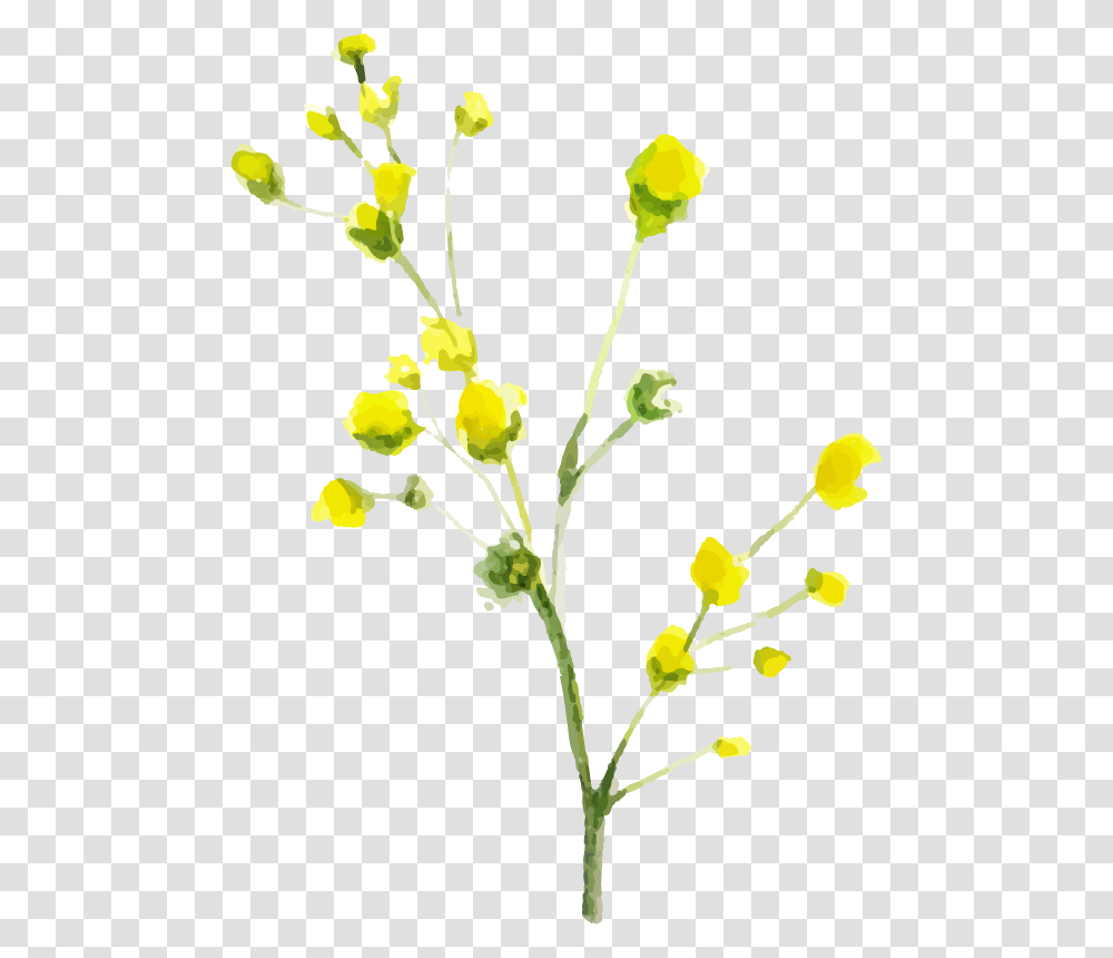 Tansy, Plant, Flower, Leaf, Apiaceae Transparent Png