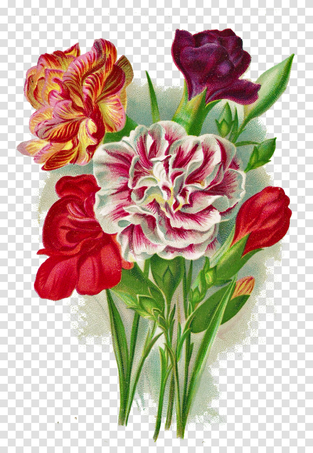 Tanti Auguri Di Buon Onomastico Rosa, Plant, Flower, Blossom, Flower Arrangement Transparent Png