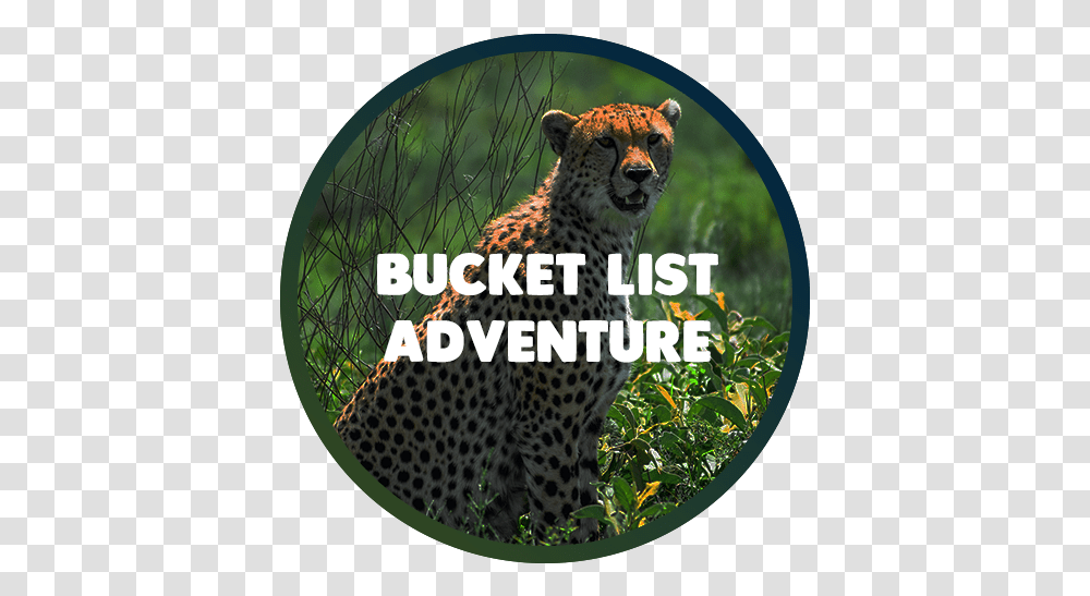 Tanzania Adventure Tours Wildlife, Cheetah, Mammal, Animal, Panther Transparent Png