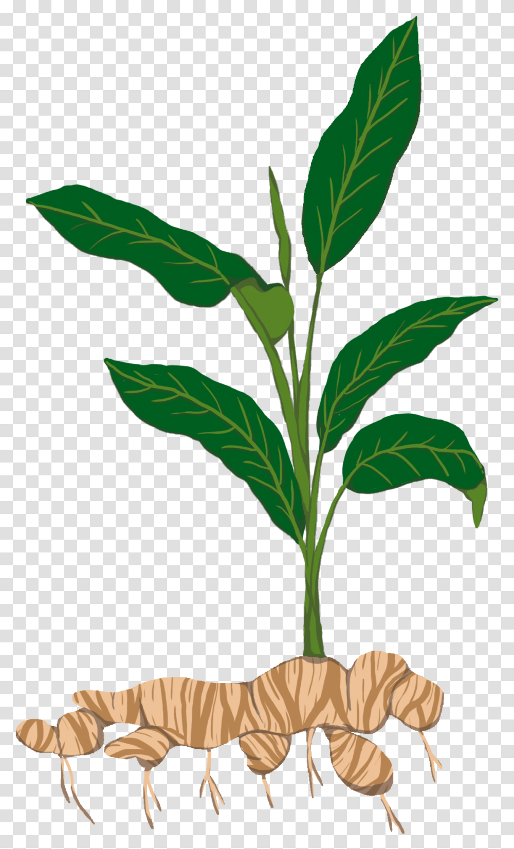Tapioca Clipart, Plant, Tree, Leaf, Flower Transparent Png