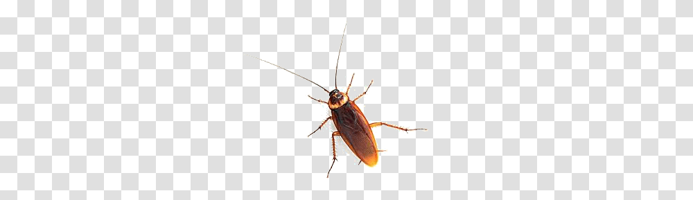 Tarakan, Insect, Cockroach, Invertebrate, Animal Transparent Png