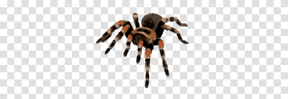 Tarantula, Animal, Insect, Invertebrate, Spider Transparent Png