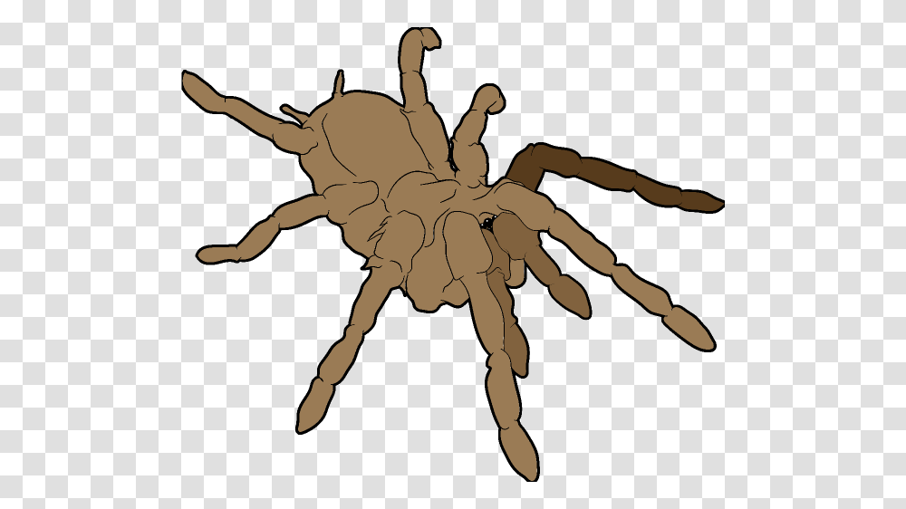 Tarantula Clip Art, Insect, Spider, Invertebrate, Animal Transparent Png