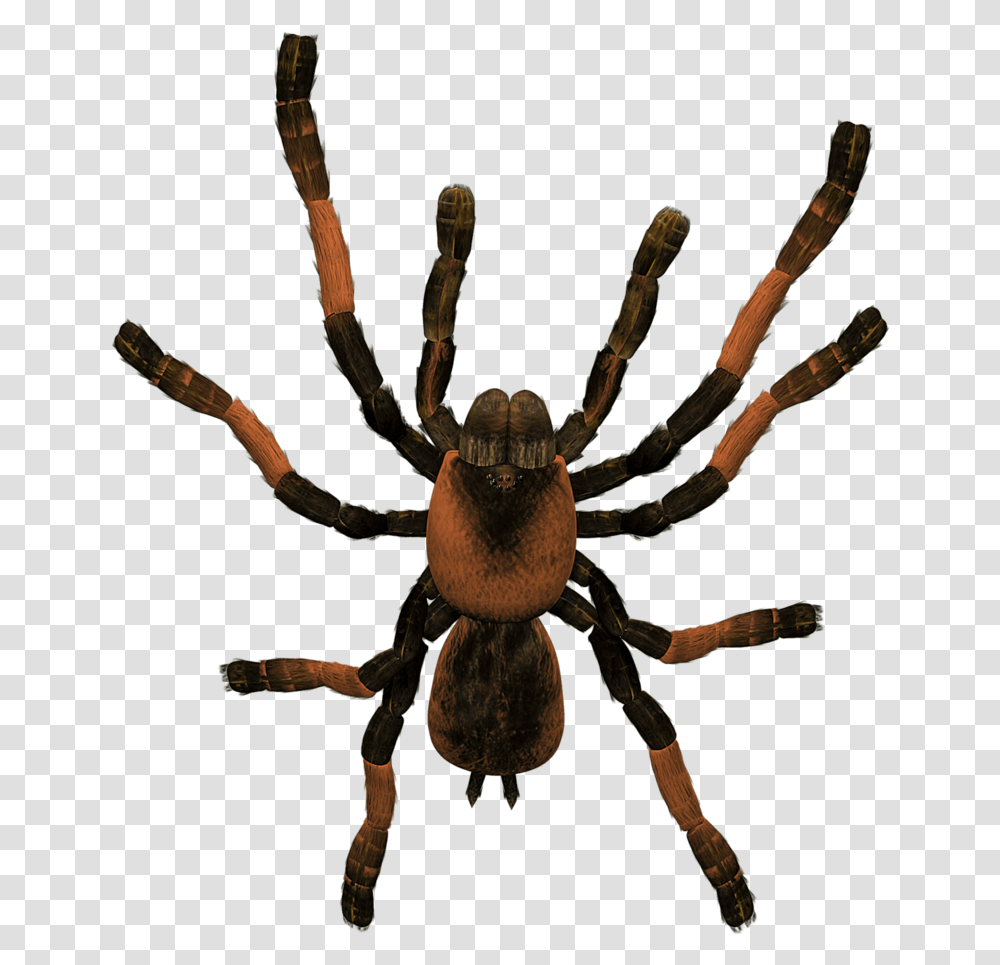 Tarantula Clipart Tarantula, Spider, Invertebrate, Animal, Arachnid Transparent Png