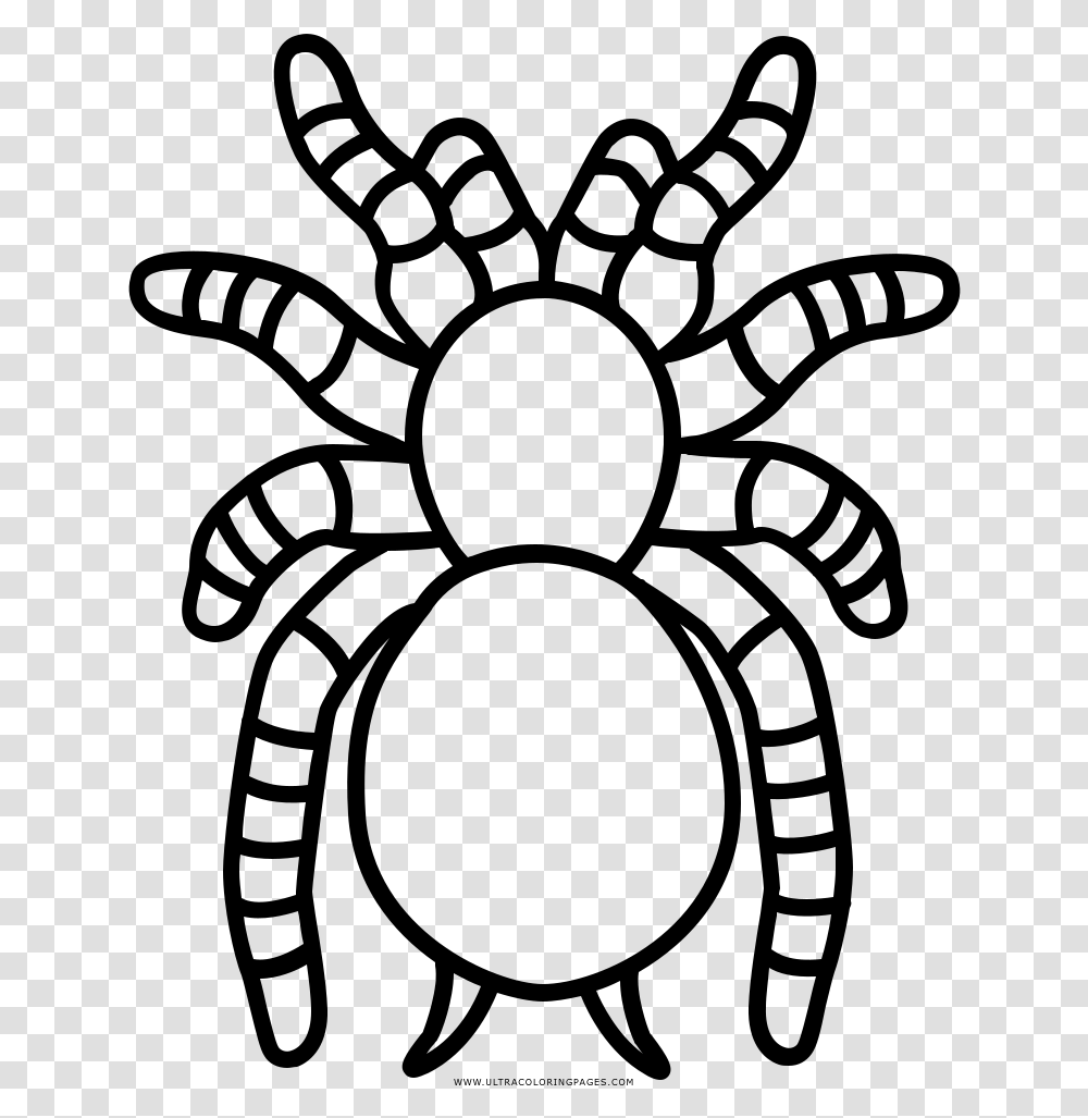 Tarantula Coloring, Gray, World Of Warcraft Transparent Png