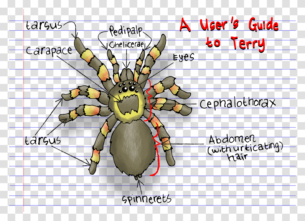Tarantula Diagram Cartoon Tarantula Cartoon, Invertebrate, Animal, Insect, Spider Transparent Png
