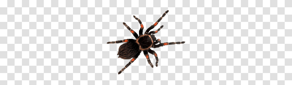 Tarantula Image, Invertebrate, Animal, Insect, Spider Transparent Png
