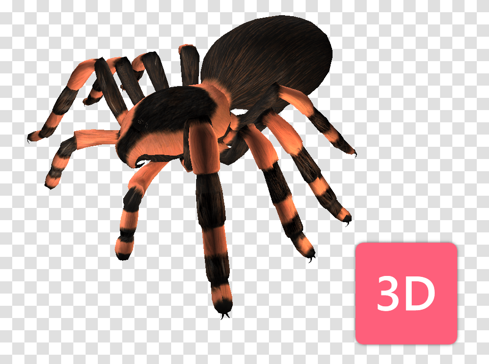 Tarantula, Invertebrate, Animal, Person, Human Transparent Png