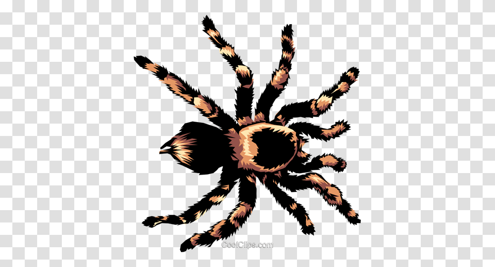 Tarantula Royalty Free Vector Clip Art Illustration, Animal, Invertebrate, Insect, Spider Transparent Png