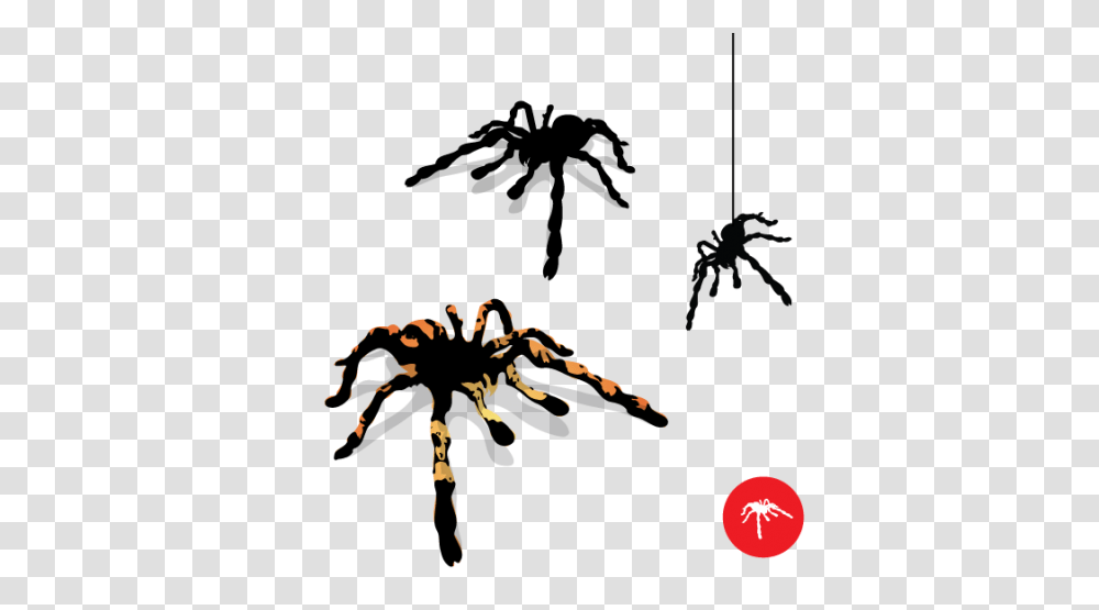 Tarantula Spider Desingartss Blog, Invertebrate, Animal, Arachnid, Hook Transparent Png
