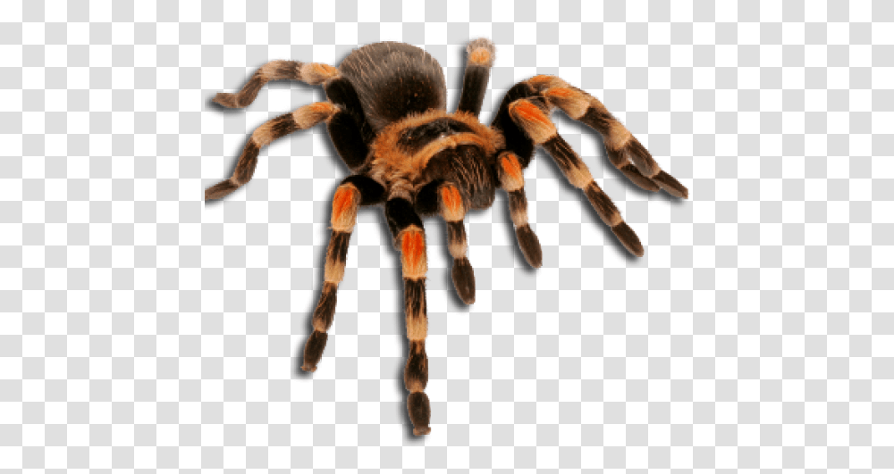 Tarantula Spider, Insect, Invertebrate, Animal, Arachnid Transparent Png