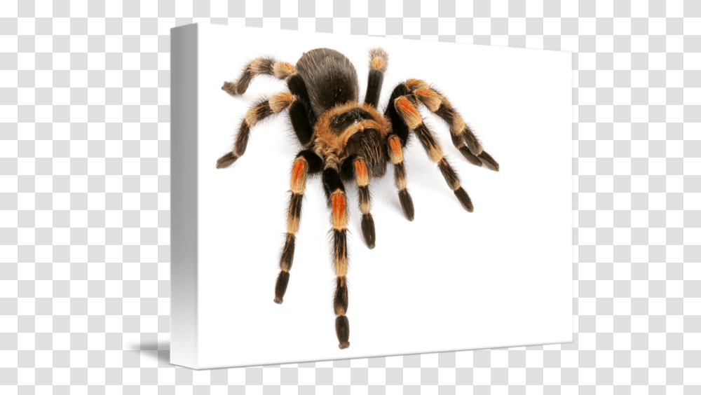 Tarantula, Spider, Invertebrate, Animal, Arachnid Transparent Png