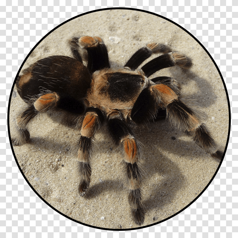 Tarantula, Spider, Invertebrate, Animal, Arachnid Transparent Png