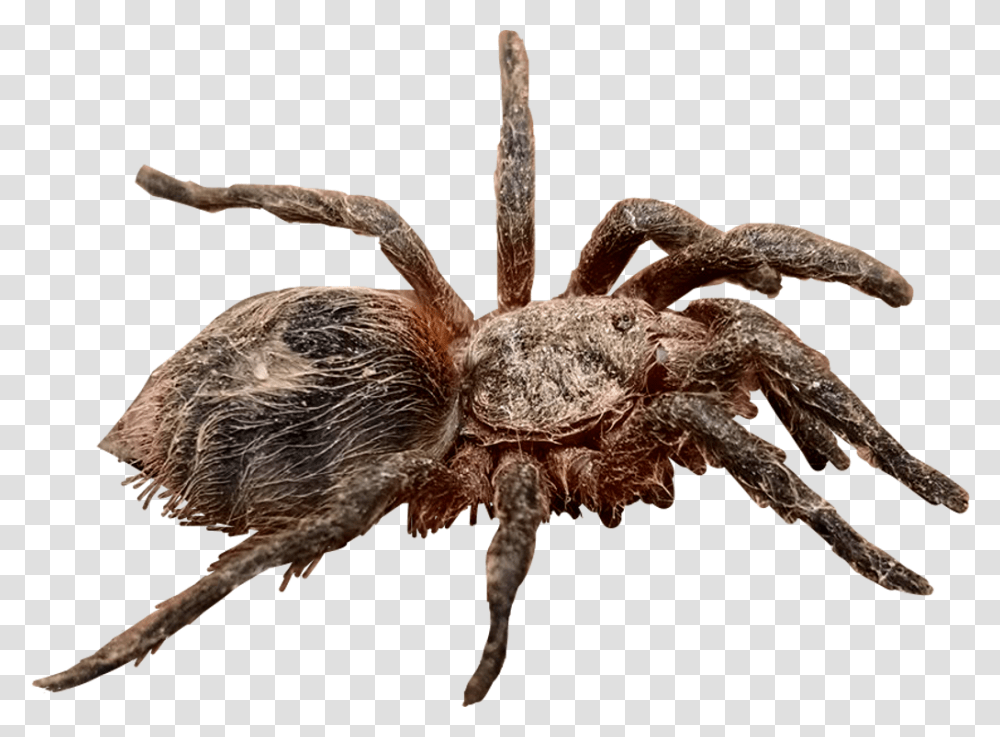 Tarantula Spider Wolf Spider, Invertebrate, Animal, Arachnid Transparent Png