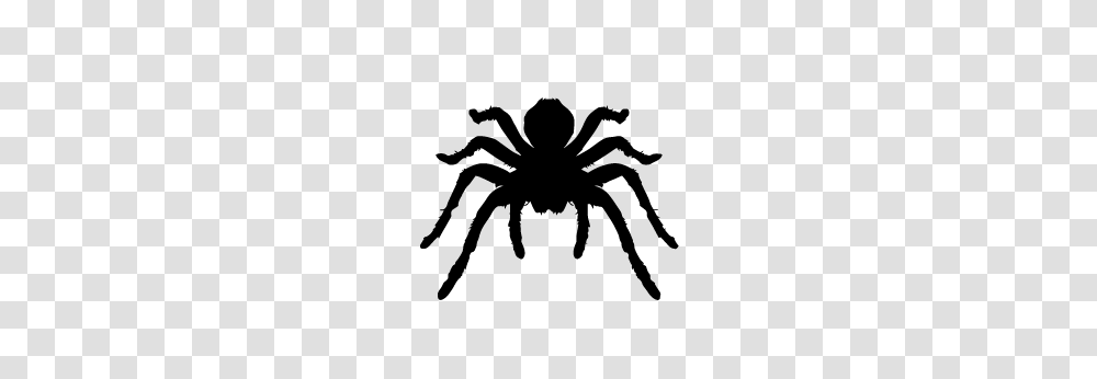 Tarantula Whalebone, Stencil, Silhouette, Insect, Spider Transparent Png