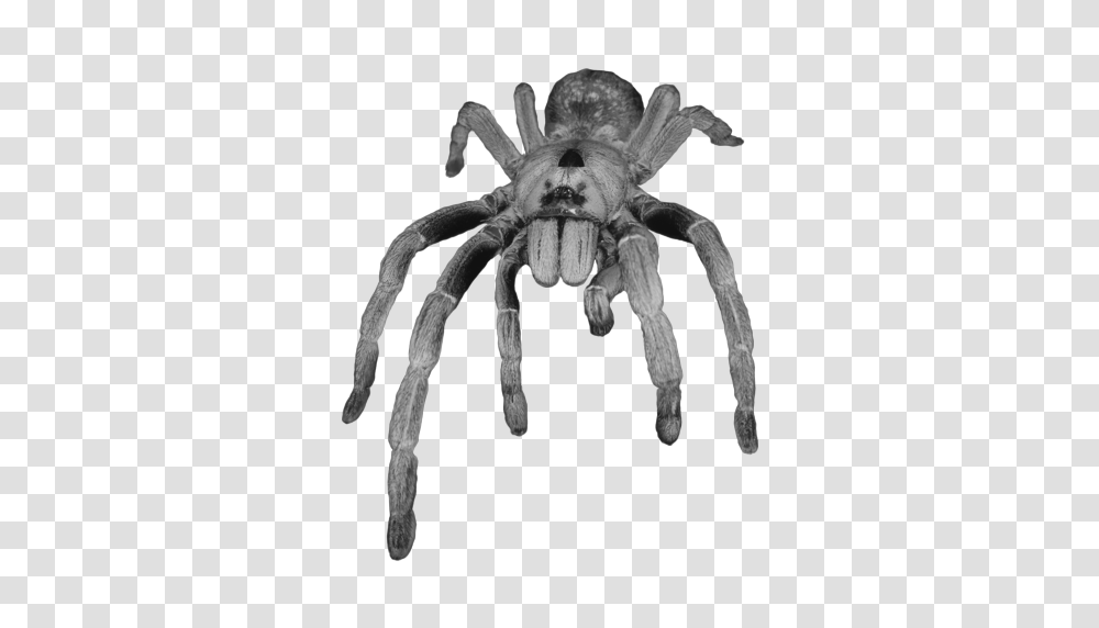 Tarantulas Amazon Ca Appstore For Android, Insect, Spider, Invertebrate, Animal Transparent Png