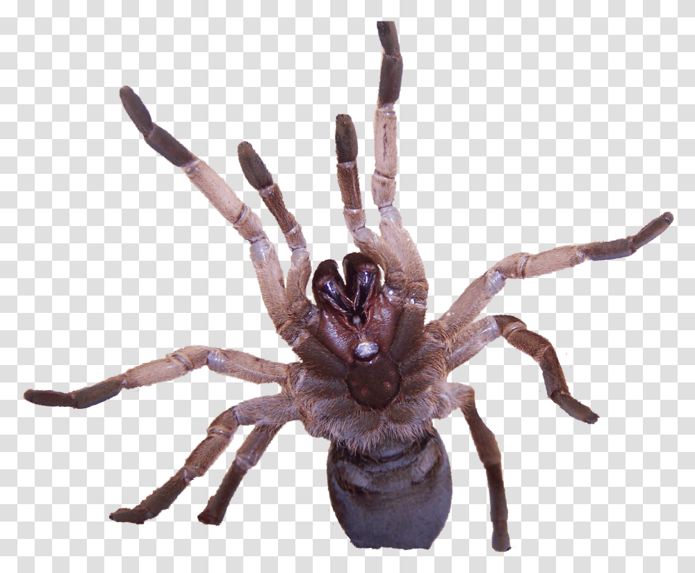 Tarantulas Are Insects, Spider, Invertebrate, Animal, Arachnid Transparent Png