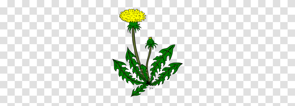 Taraxacum Officinale Clip Art, Plant, Flower, Blossom, Sunflower Transparent Png