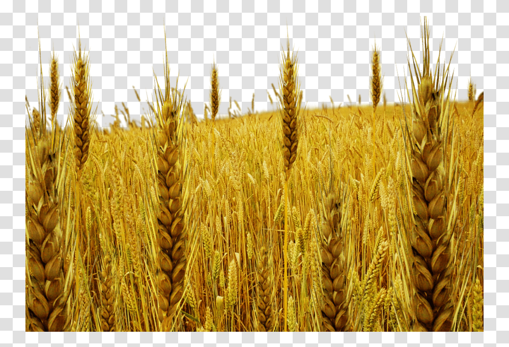 Tare By Dbszabo Download Wheat And Tares, Produce, Food, Plant, Grain Transparent Png